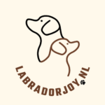 Labrador Joy