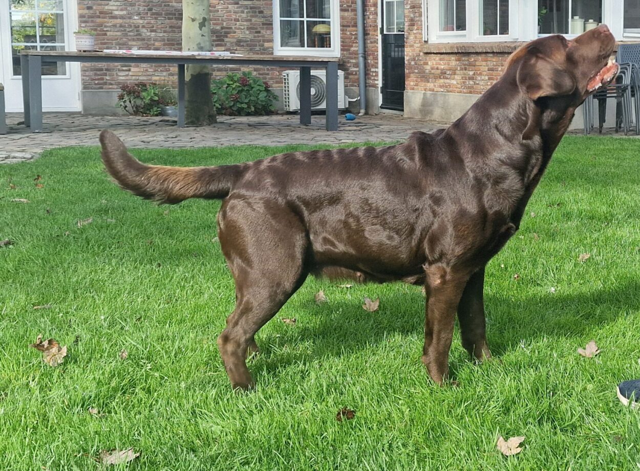 Zippie