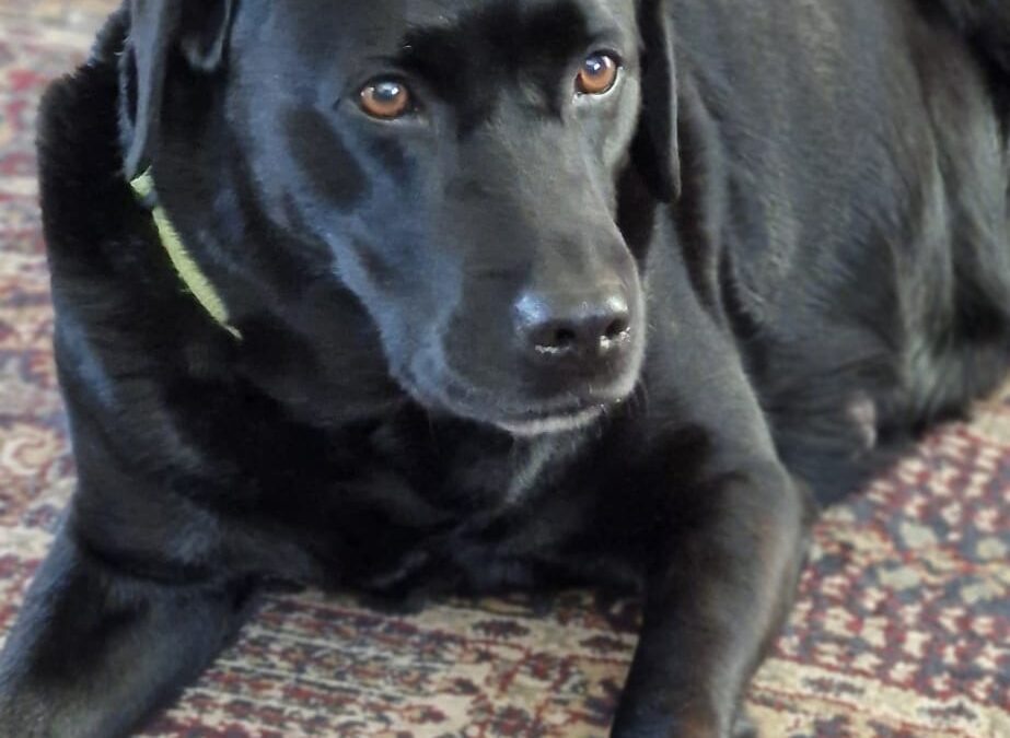 Xanthos Flora of Roxy’s Tale X Hylimar Midnight Sky