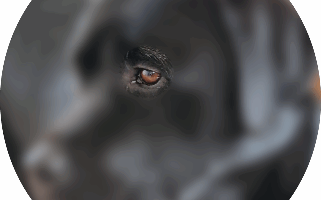 2025 Ogentest Jack – Hylimar Midnight Sky